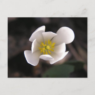 Weiße Blume Postkarte