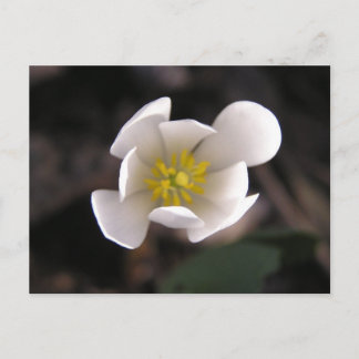 Weiße Blume Postkarte