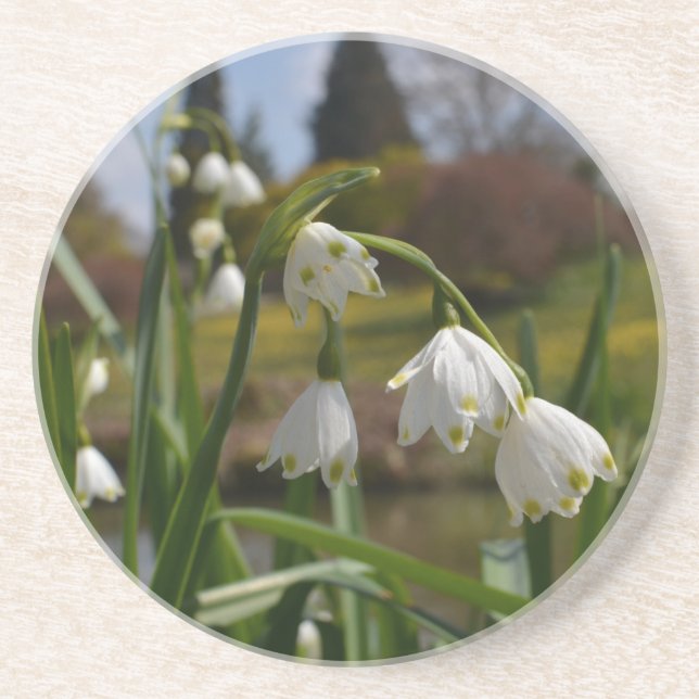 Weiße Blume Schneerauben mit Landschaftsgärten Getränkeuntersetzer (Vorne)