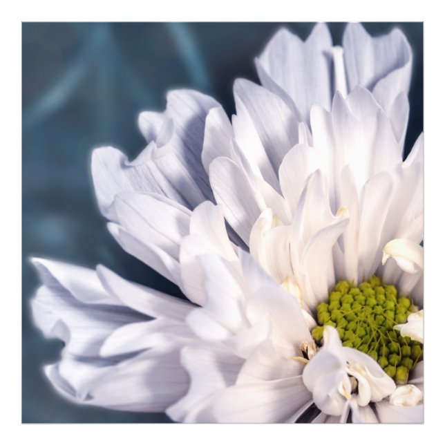 Weiße Blume schön Fotodruck (Vorne)