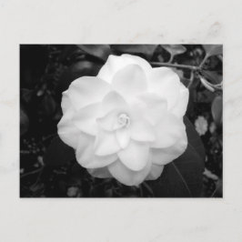 Weiße Blume. (Schwarz und Weiß) Postkarte