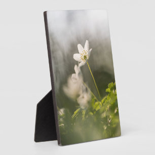 Weiße Blumen-Natur-Foto Fotoplatte