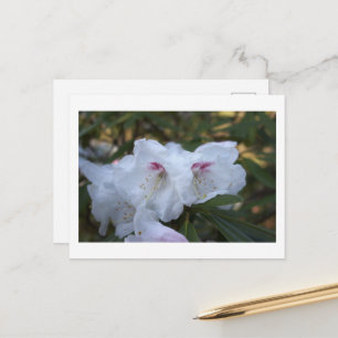 Weiße Blumen Postkarte