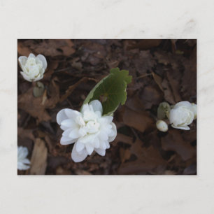 Weiße Blumen Postkarte