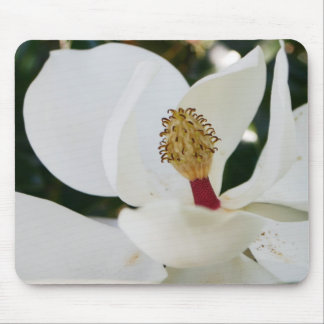Weiße Blumengeschenkblüte der südlichen Magnolie Mousepad