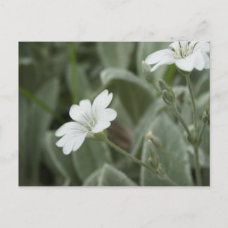 Weiße Blumenpostkarte, Auckland-Gebiet Postkarte