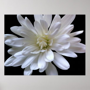 Weiße, blumenweiße, matte weiße Blume Poster