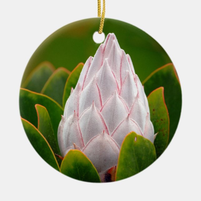 Weiße Blüte König-Protea, Weihnachtsverzierung Keramik Ornament (Vorne)