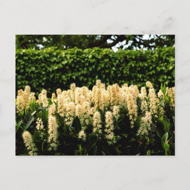 Weiße Blüte Postkarte (Vorderseite)