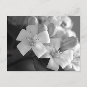 Weiße Blüte Postkarte