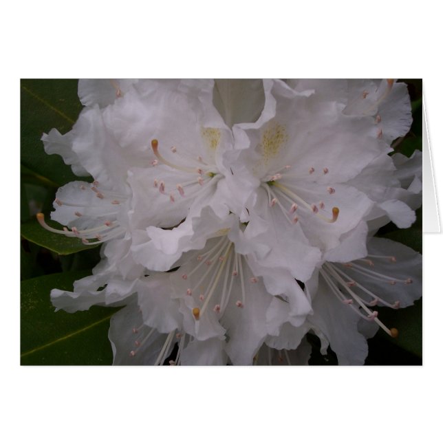 Weiße Blüten (Vorderseite (Horizontal))