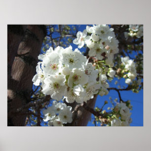 Weiße Blüten I Zierbirnbaum Poster