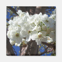 Weiße Blüten II Frühlingsblüte Baum