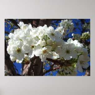 Weiße Blüten II Frühlingsblüte Baum Poster