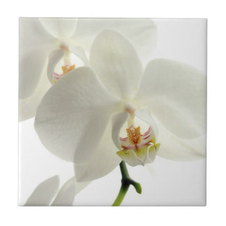 Weiße Blüten-Orchideen-Blumen-Blumennatur Fliese
