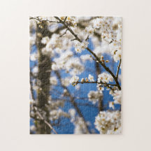 Weiße Blüten vor blauem Himmel Hintergrund