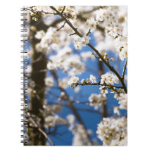 Weiße Blüten vor blauem Himmelshintergrund