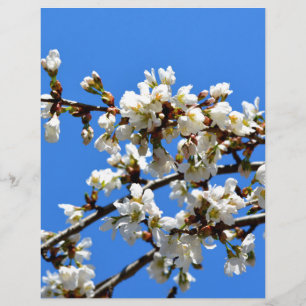 Weiße Blütenblumenblüte, weißer Frühlingsbaum
