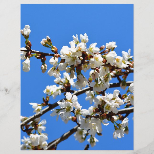Weiße Blütenblumenblüte, weißer Frühlingsbaum (Vorderseite)