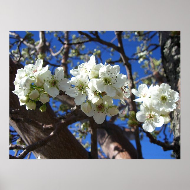 Weiße Blütencluster Frühlingsblühender Birnbaum Poster (Vorne)