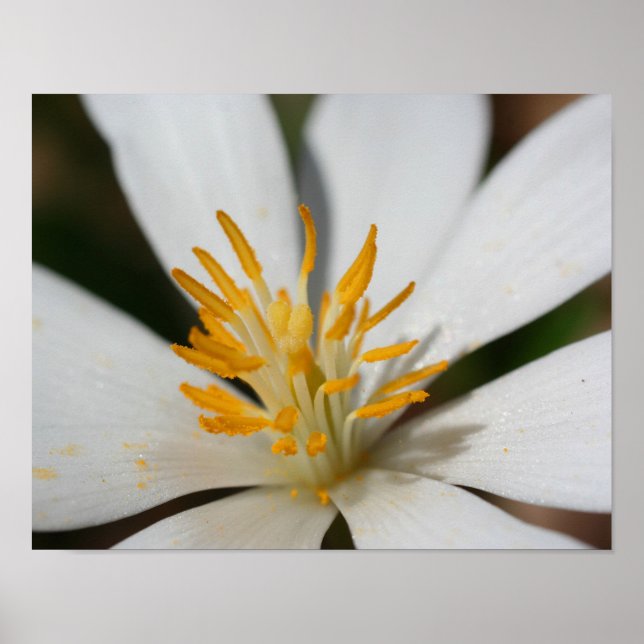 Weiße Blutwurzel-Blume Nah Poster (Vorne)