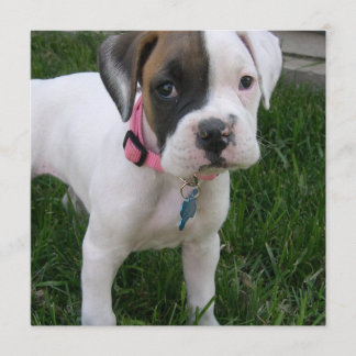 Weiße Boxer-Hündchen-Einladung Einladung