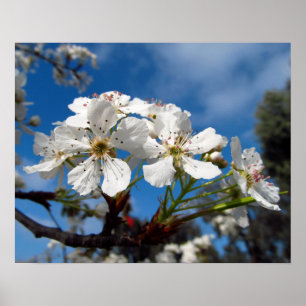 Weiße Bradford-Birnbaum-Blüten-Foto-Kunstwerk Poster