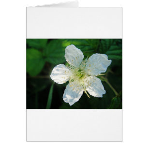 Weisse Brombeerblüte