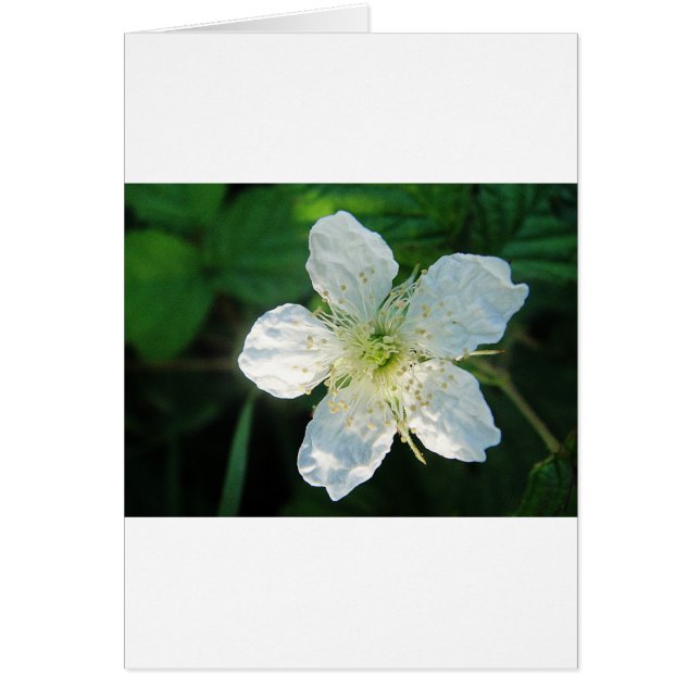 Weisse Brombeerblüte (Vorne)