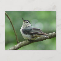 Weiße Brust - Nuthatch Postkarte 2