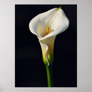 Weiße Calla-Lilie Fine Art Ölmalerei Druck, Dunkel Poster