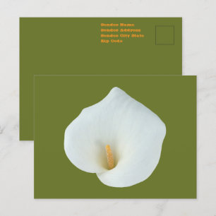 Weiße Calla-Lilien-Blume Hinterhof Garten Foto Postkarte