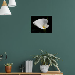 Weiße Calla-Lilien-Blumen-Fotografie Poster