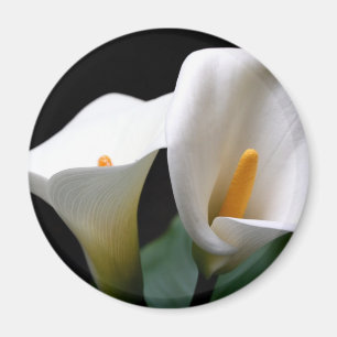 Weiße Calla-Lilien-Blumen-runder Magnet