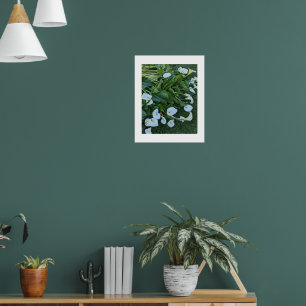 Weiße Calla-Lilien-Blüten Floral Poster