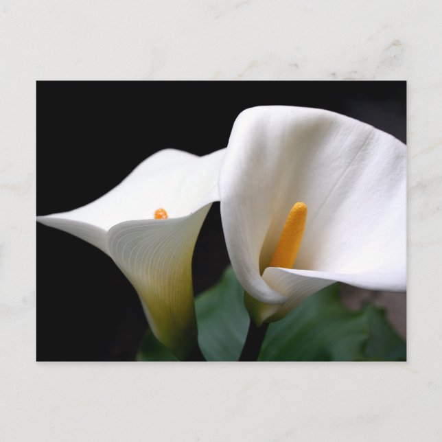 Weiße Calla Lily Blume Postkarte (Vorderseite)