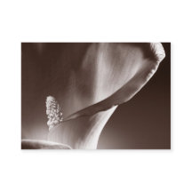 Weiße Calla Lily Blume Schwarzer Hintergrund