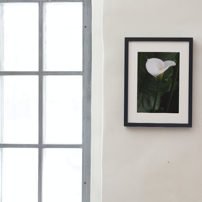 Weiße Calla Lily und dunkle Blätter Bläserei Fotodruck (In Situ Framed)