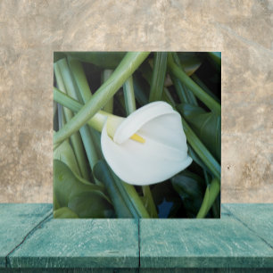 Weiße Calla Lily und grüne Foliage Fliese