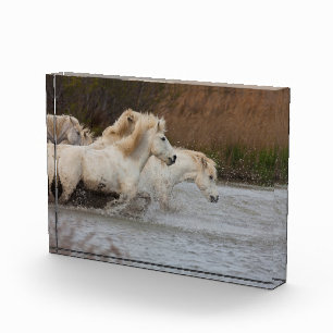 Weiße Camargue-Pferde, die im Wasser laufen Fotoblock