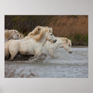 Weiße Camargue-Pferde, die im Wasser laufen Poster