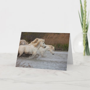 Weiße Camargue-Pferde laufen im Wasser Karte