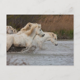 Weiße Camargue-Pferde laufen im Wasser Postkarte