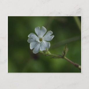 Weiße Campion Wildblume Blumenpost Postkarte