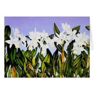 Weiße Cattleya Orchideen