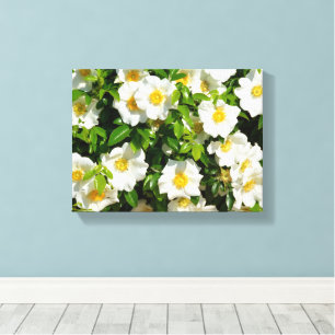Weiße Cherokee-Rose auf Stretchleinwand Leinwanddruck