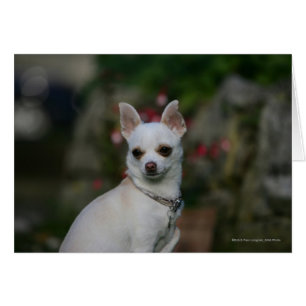 Weiße Chihuahua
