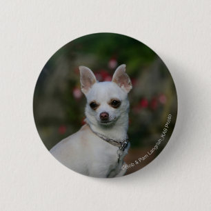 Weiße Chihuahua Button