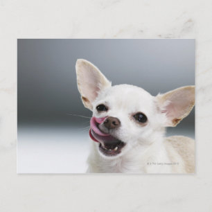Weiße Chihuahua, die Lippen lecken Postkarte