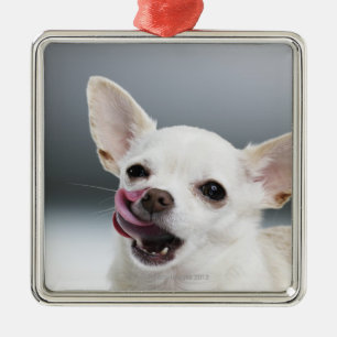 Weiße Chihuahua, die Lippen lecken Silbernes Ornament